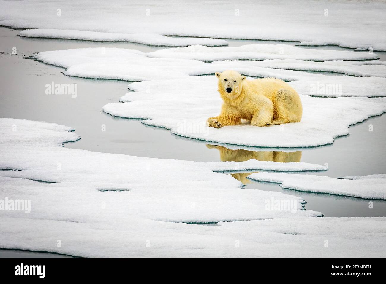 Ours polaire sur le flux de glace Banque D'Images