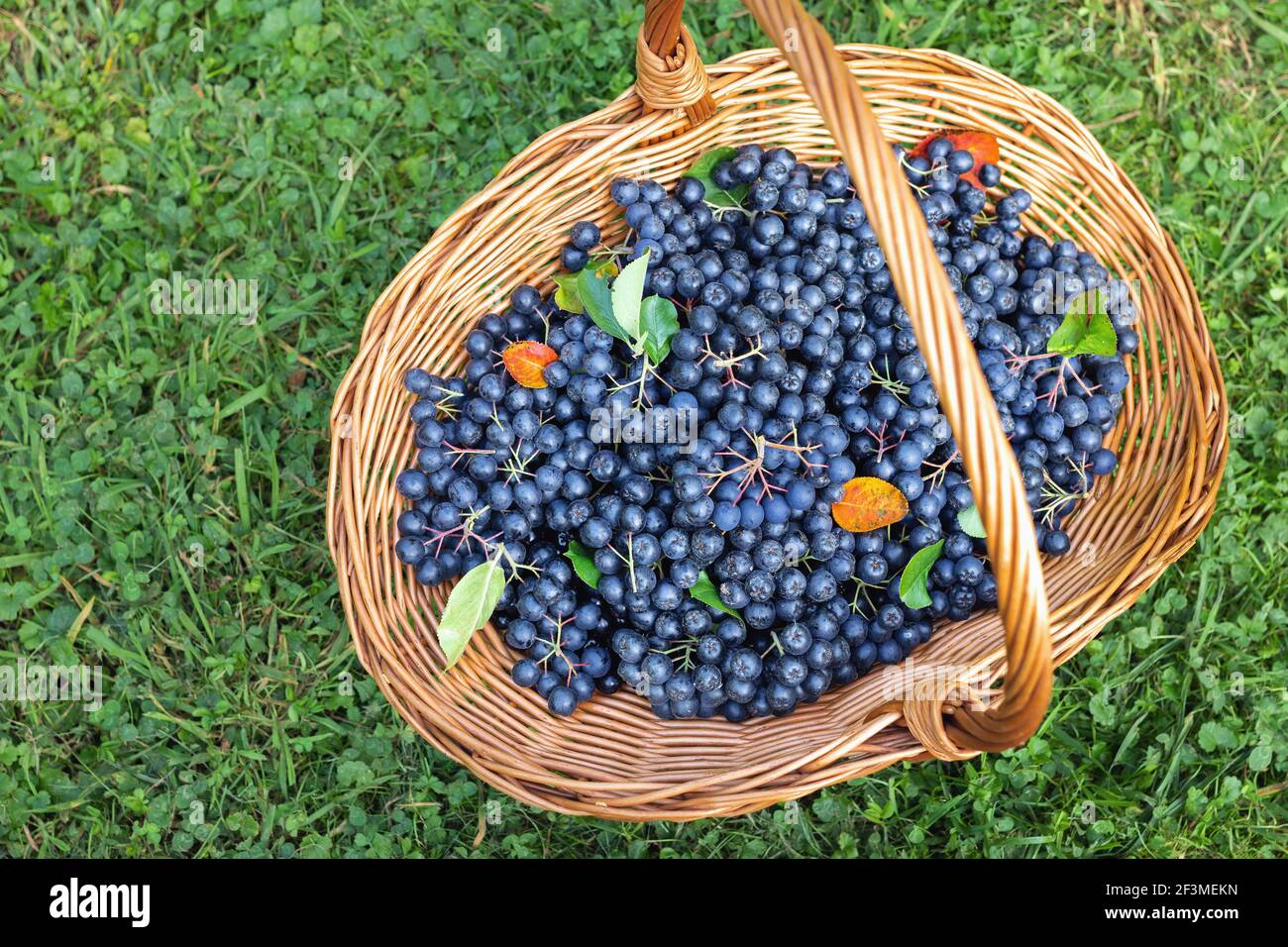 Baies d'aronia fraîchement cueillies dans un panier en osier sur l'herbe Banque D'Images