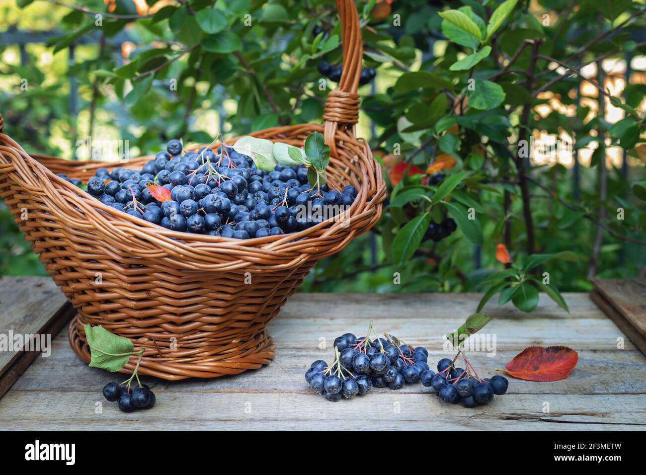 Baies d'aronia fraîchement cueillies dans un panier en osier sur une table en bois Banque D'Images