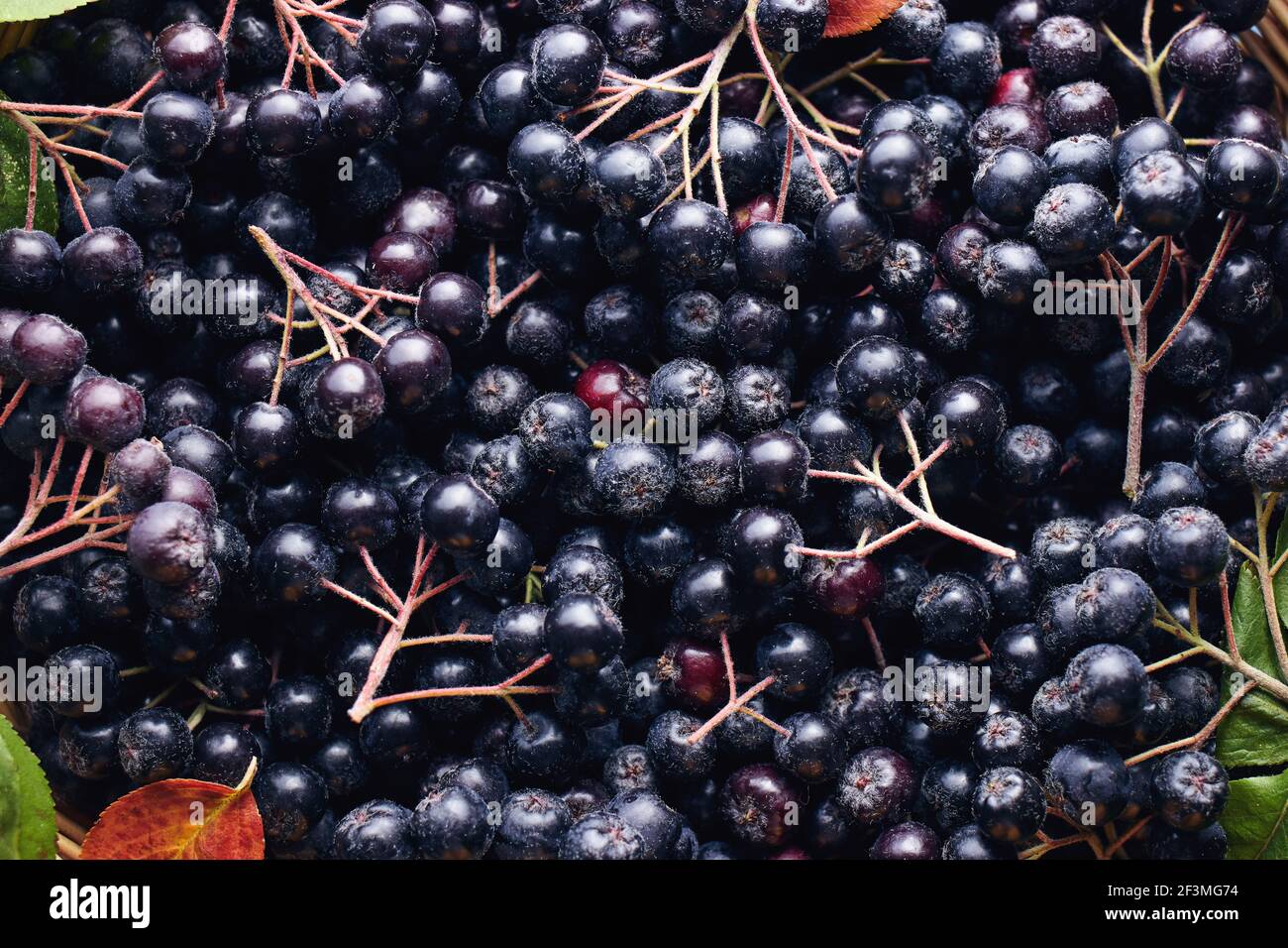 Baies d'aronia fraîchement cueillies. Aronia, communément connu sous le nom de baie de chocolat, avec des feuilles. Banque D'Images