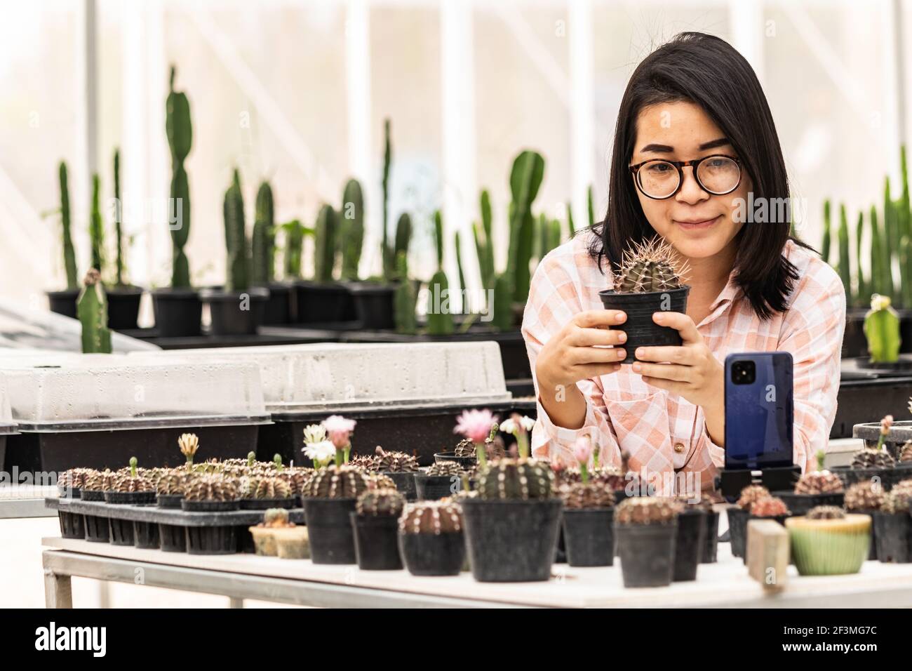 Les femmes asiatiques authentiques sont des ventes de cactus en direct. Une belle femme asiatique parle et regarde son smartphone pour vendre des produits. Banque D'Images