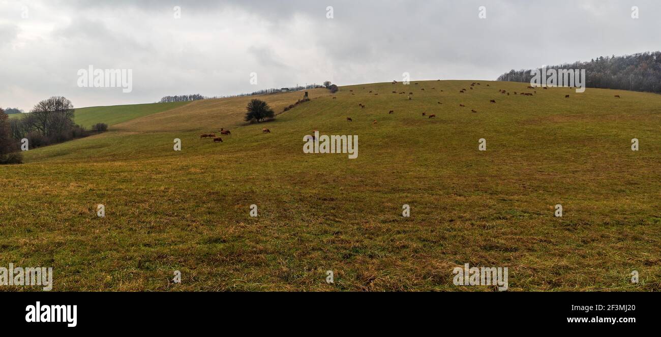 Colline couverte par un pré avec des vaches et des arbres qui se nourrissent autour Pendant la nuit nuageux de la fin de l'automne - colline Puntik à Podbeskydska Vrchovina montagnes près de Novy Ji Banque D'Images