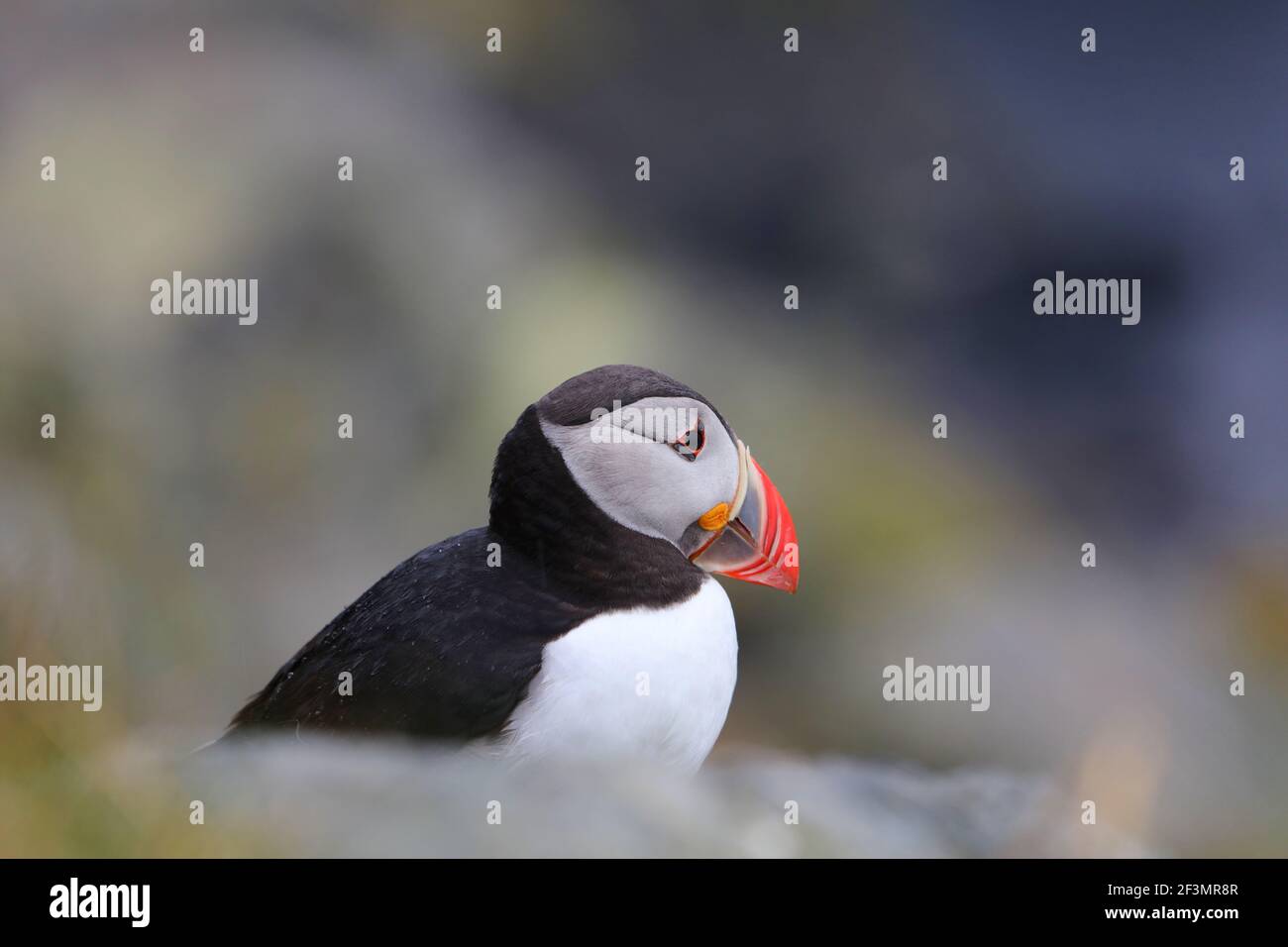 Puffin oiseau à Runde, Norvège temps pluvieux. Observation des oiseaux sur l'île de Runde. Espèce d'oiseaux marins de la macareux de l'Atlantique (Fratercula arctica). Banque D'Images