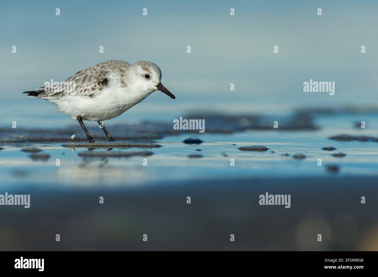 Sanderling Calidris alba, alimentation le long du rivage, Morro Bay, Californie, États-Unis, Octobre Banque D'Images