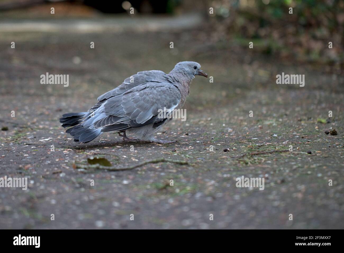 Pigeon ramier (Columba oenas) Banque D'Images