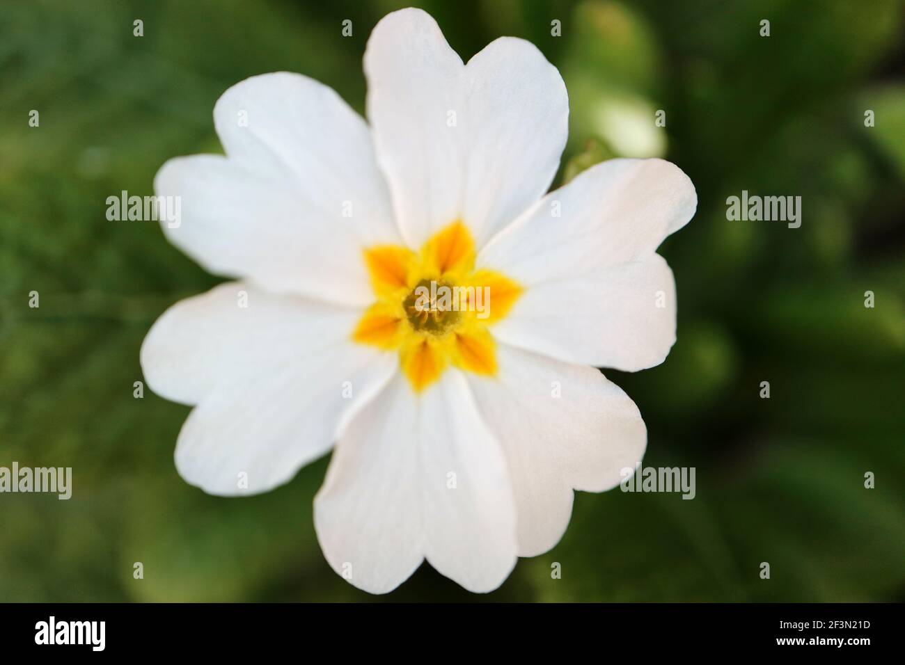 Primula blanc avec pétales délicats, étamines jaunes et feuilles vertes dans le jardin, blanc printemps primula macro, photo florale, photographie macro Banque D'Images