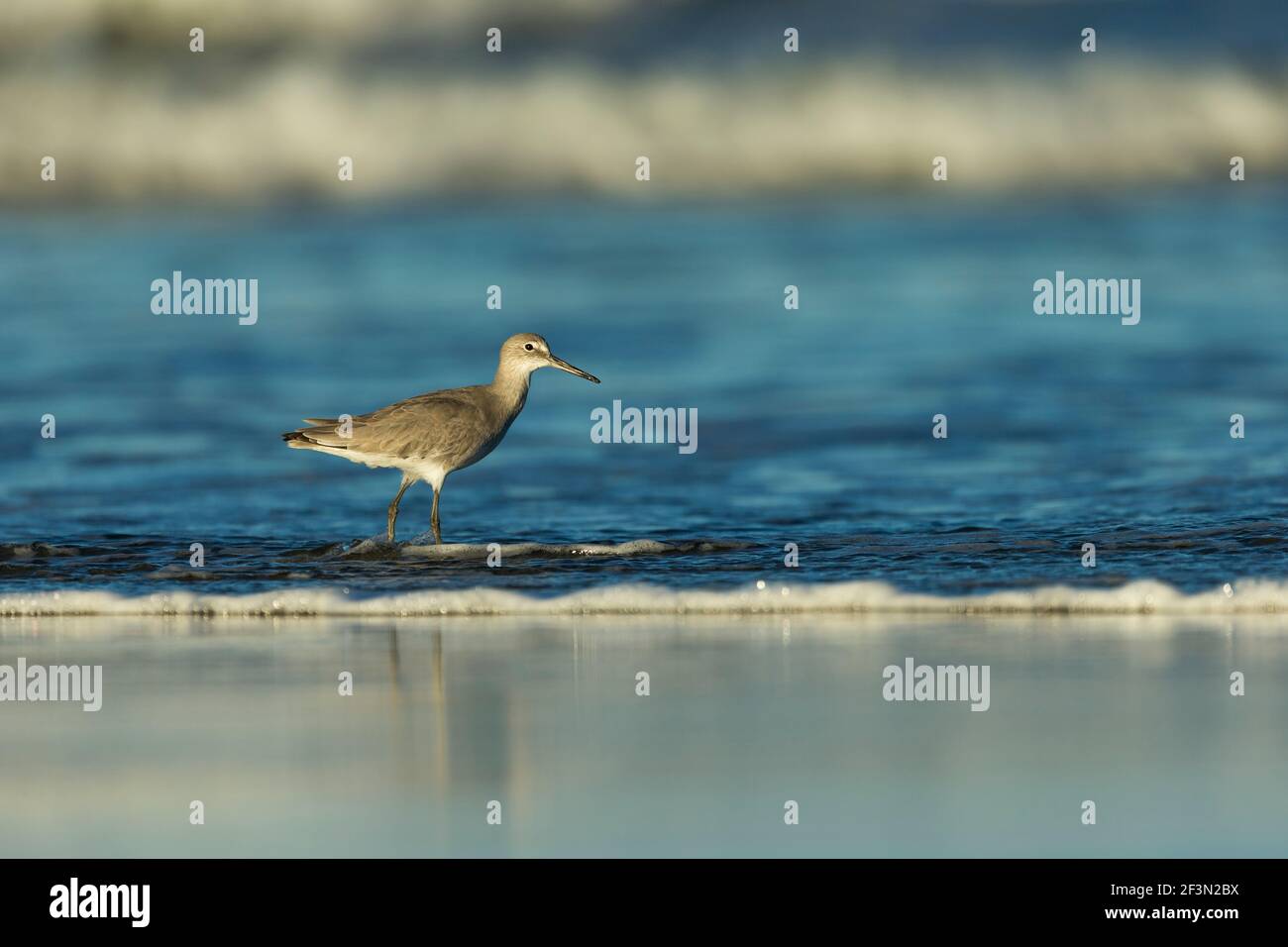 Willet Tringa semipalmata, recherche de nourriture le long du rivage, Morro Bay, Californie, États-Unis, Octobre Banque D'Images