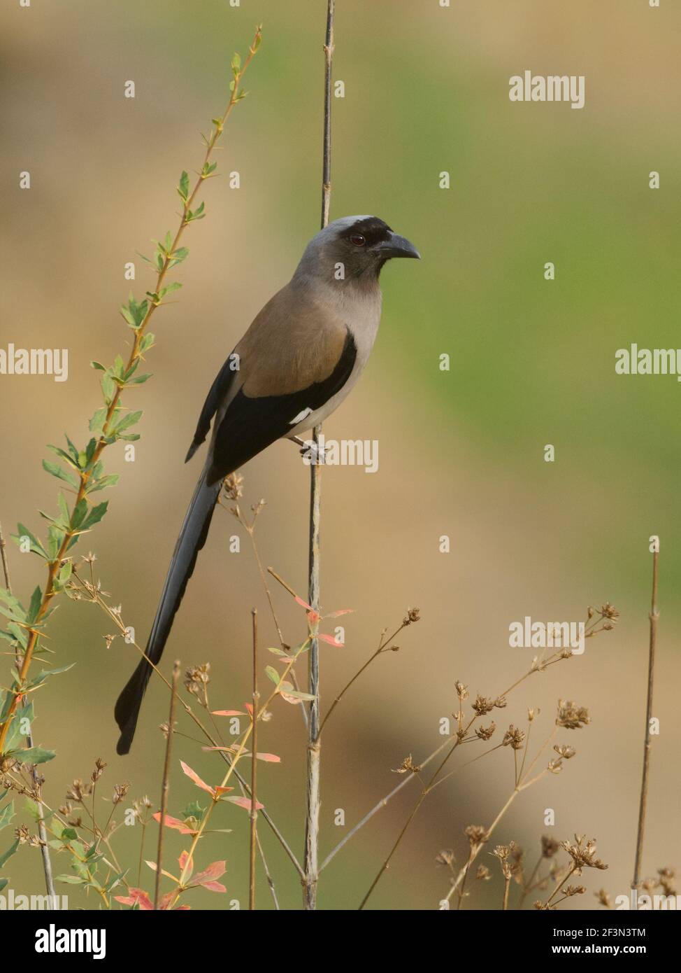 Treepie grise (Dendrocitta formosae) à Uttarakhand, Inde Banque D'Images