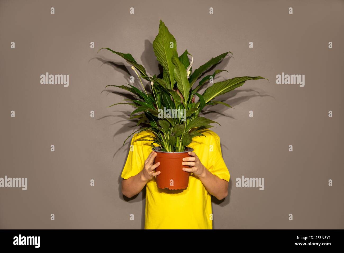 Personnes méconnaissables garçon adolescent jeune homme caché derrière le pot avec la fleur de maison avec de grandes feuilles vertes. Face cachée Banque D'Images