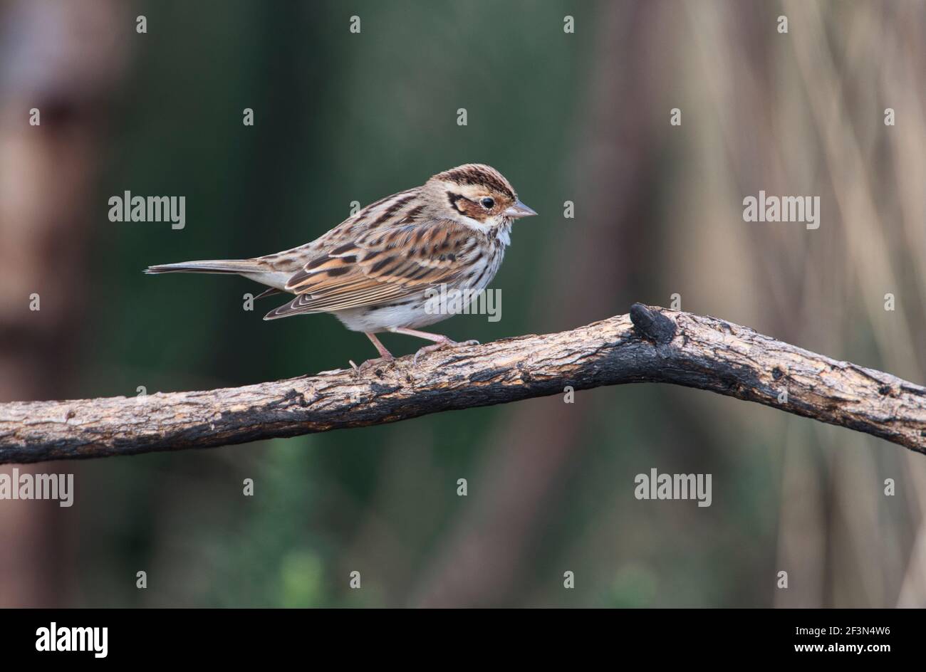 Little Bunting (Emberiza pusilla), un vagabond hivernant au Royaume-Uni Banque D'Images