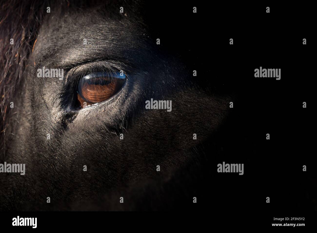 Œil brun d'un cheval noir de la Frise, éclairé par le soleil. Concentrez-vous sur les cils. Espace pour le texte sur le côté droit noir de la photo Banque D'Images