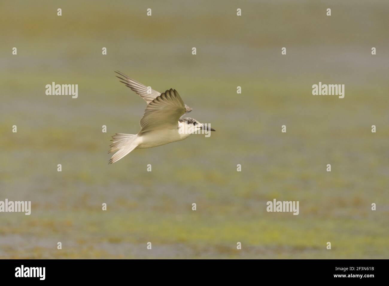 Sterne à moustaches (Chlidonias hybrida) en vol à Kheda, Gujarat, Inde Banque D'Images