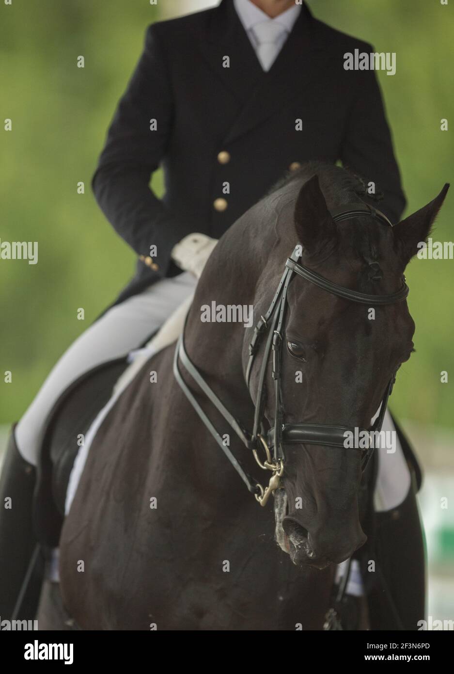 portrait de tête de cheval de dressage avec double bride de dressage un peu anglais et deux reins oreilles vers l'avant et sur le un peu de cheval de manie tressée pour le spectacle Banque D'Images