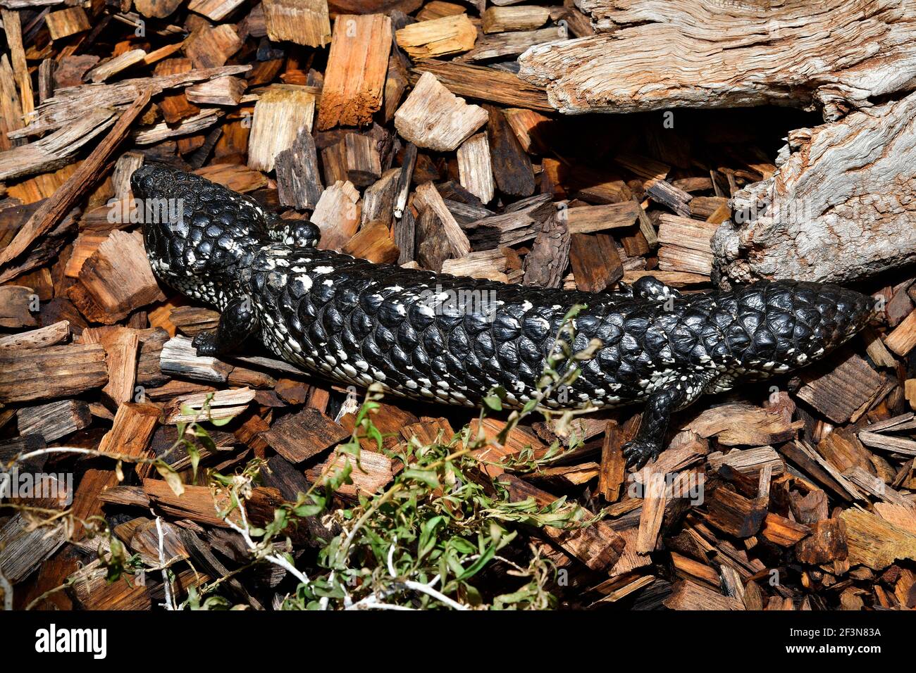 Australie, lézard à hayon ou lézard endormi ou queue de cheval Banque D'Images