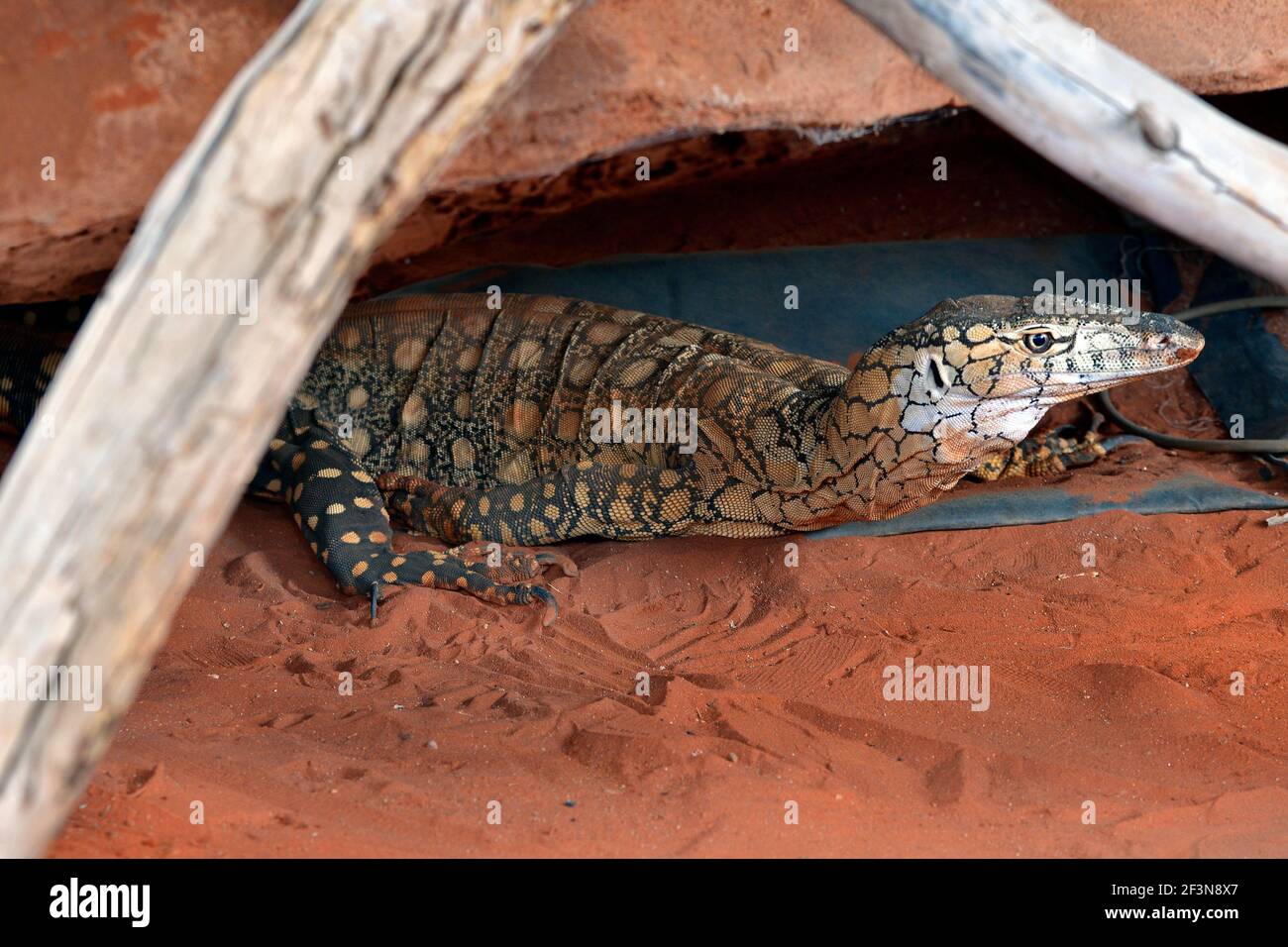 Australie, Perentie - le plus grand moniteur d'Australie Banque D'Images