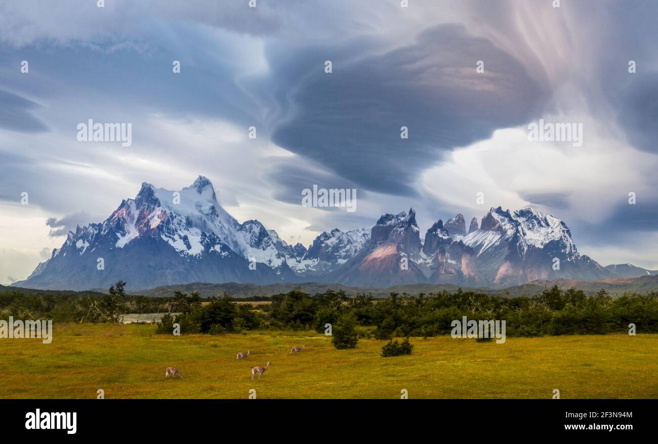 Guanacos paissant devant la chaîne de montagnes Torres Del Paine avec nuages lenticulaires Banque D'Images