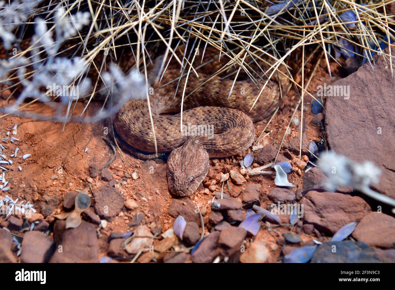 L'Australie, le désert Death Adder serpent Banque D'Images
