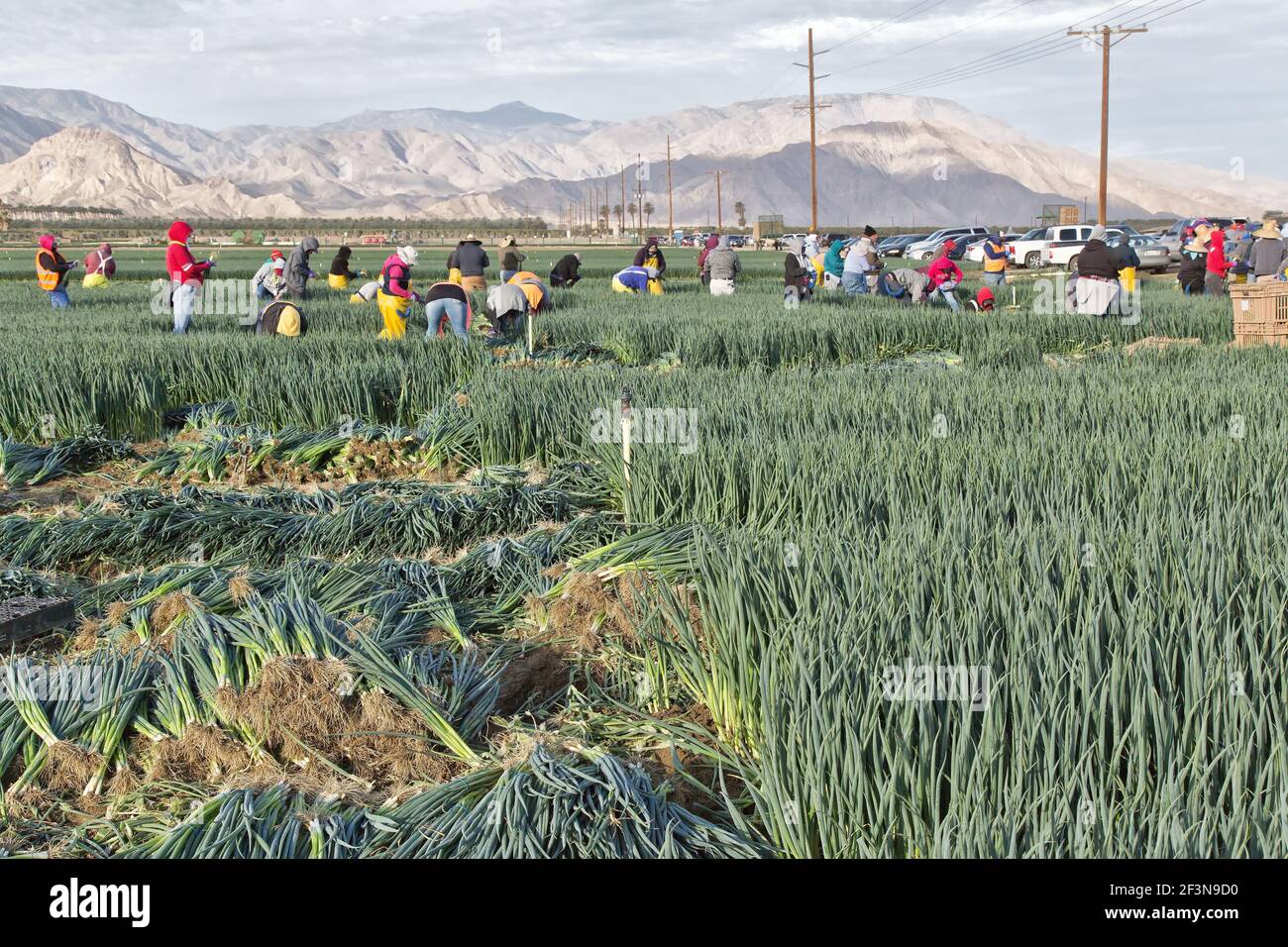 Les ouvriers agricoles hispaniques récoltant des oignons verts matures 'Allium cesp'.Lumière matinale. Banque D'Images