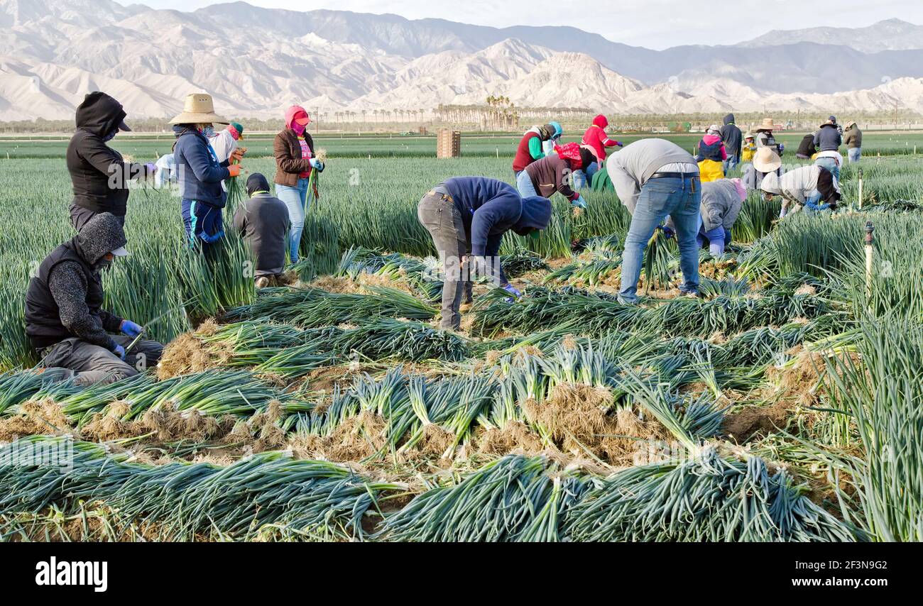 Ouvriers agricoles récoltant des oignons verts matures 'Allium cesp'.Lumière matinale. Banque D'Images