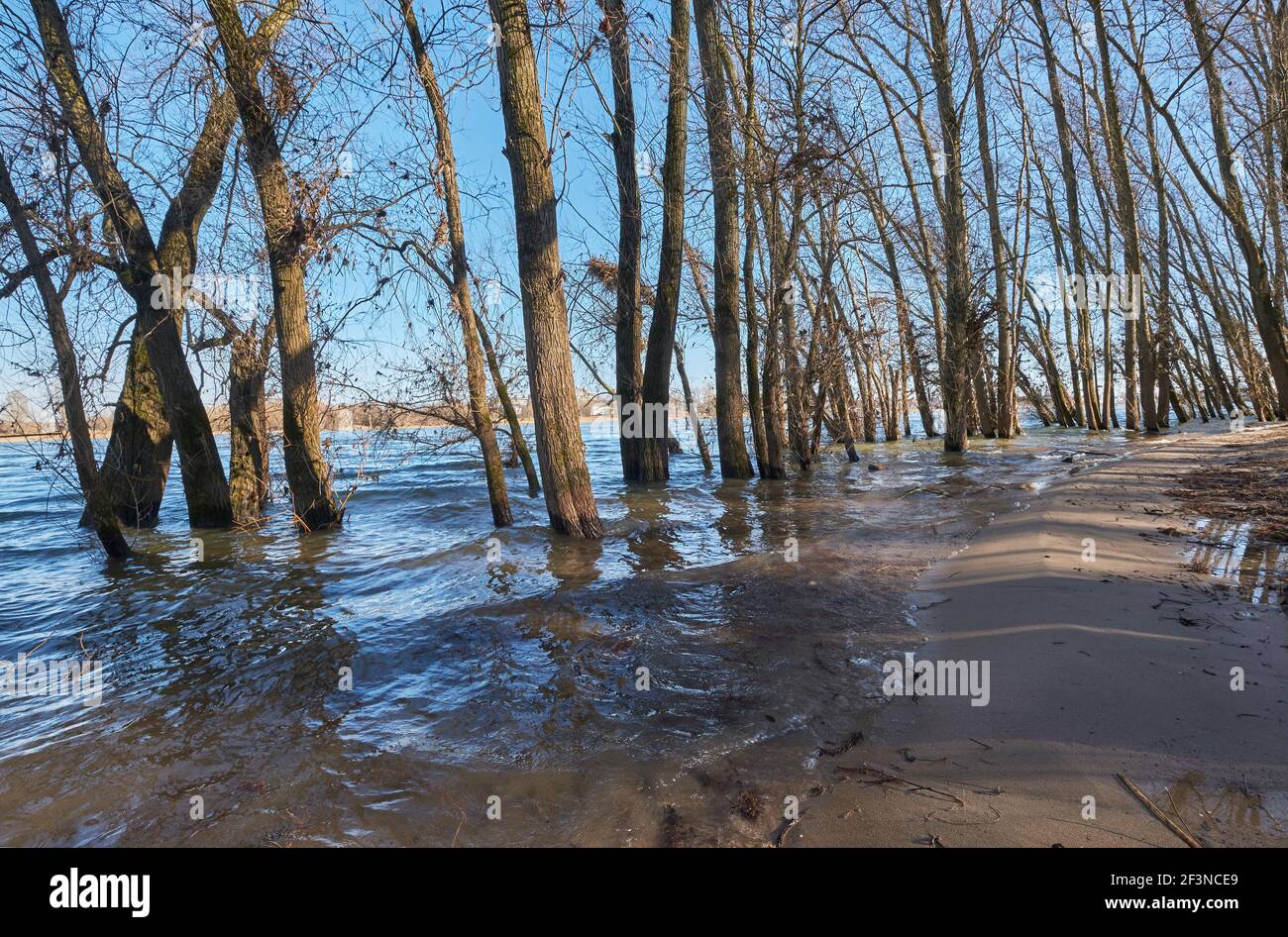Rhein-Hochwasser à Köln-Rodenkirchen | inondation du Rhin à Cologne-Rodenkirchen Banque D'Images