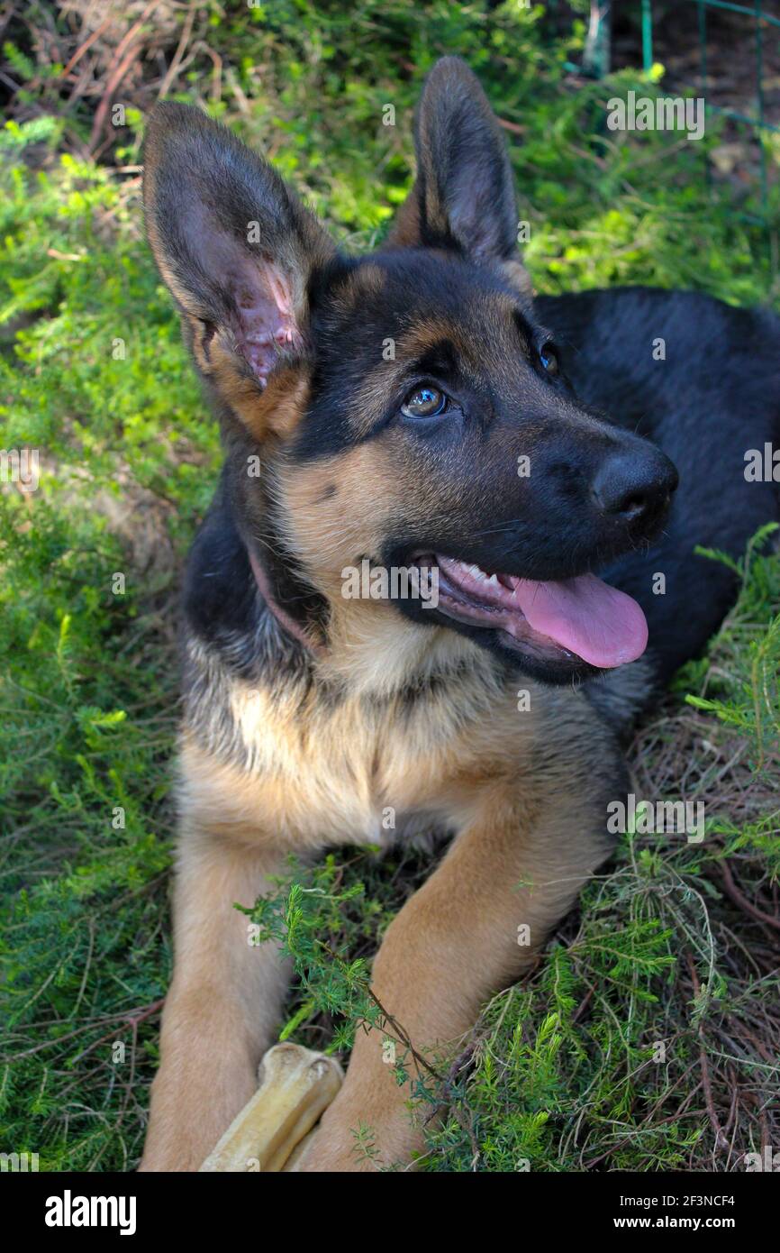 Chien de berger allemand avec des oreilles bien piquées et son préféré os reposant confortablement sur son bush préféré et regardant curieusement autour de lui Banque D'Images