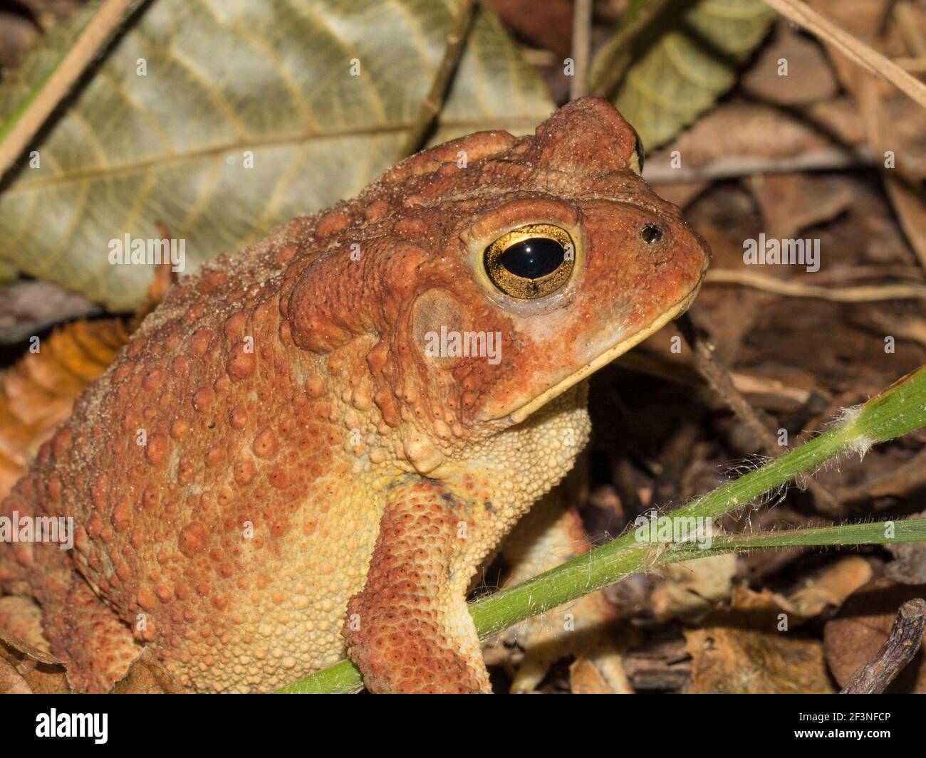 Gros plan d'un crapaud rouge en brique, Bufo sp., du comté de Madison, Alabama, États-Unis. Banque D'Images