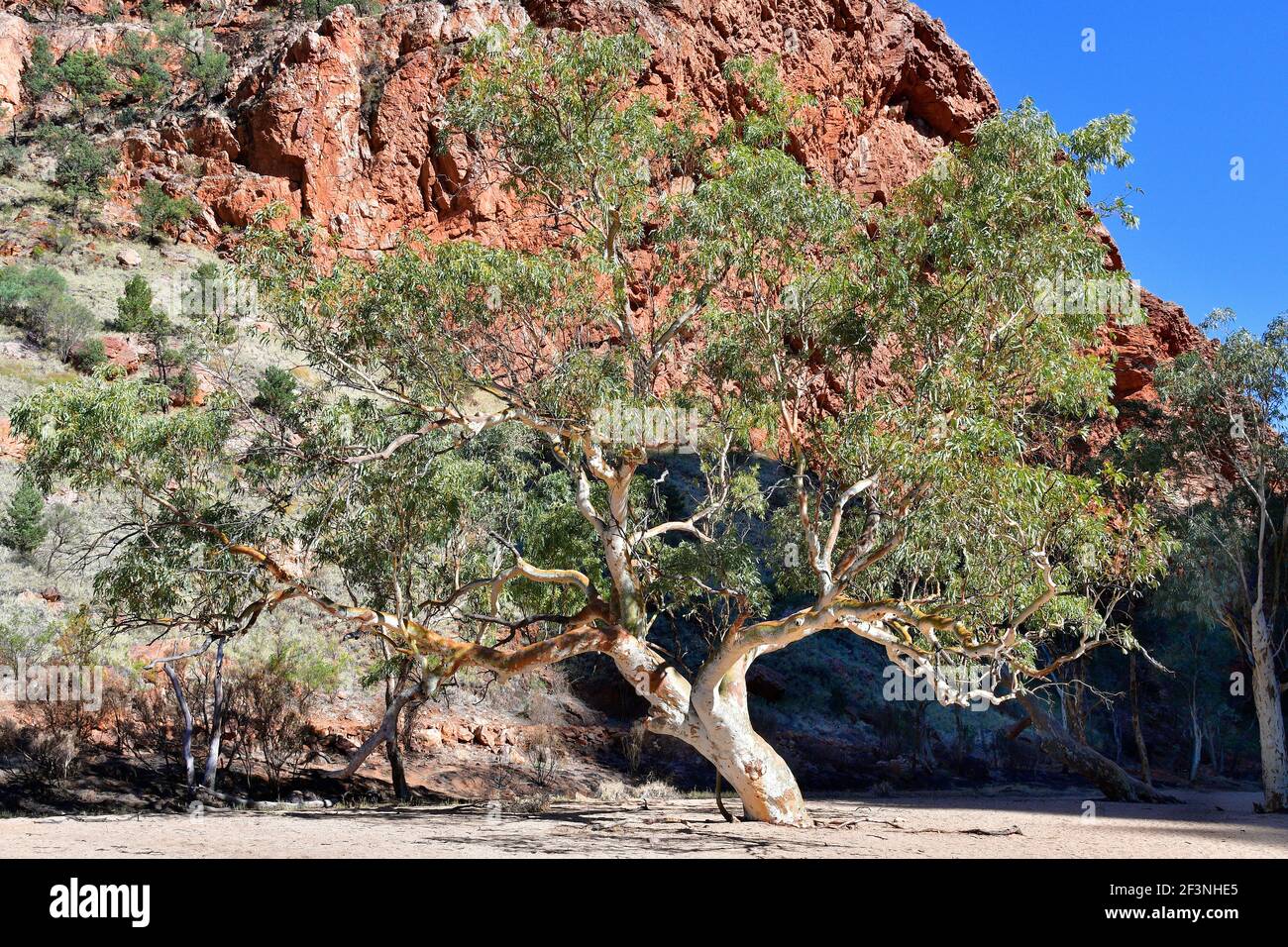 Australie, territoire du Nord, eucalyptus dans le lit sec de Simpson Gap dans la chaîne de West McDonnell Banque D'Images