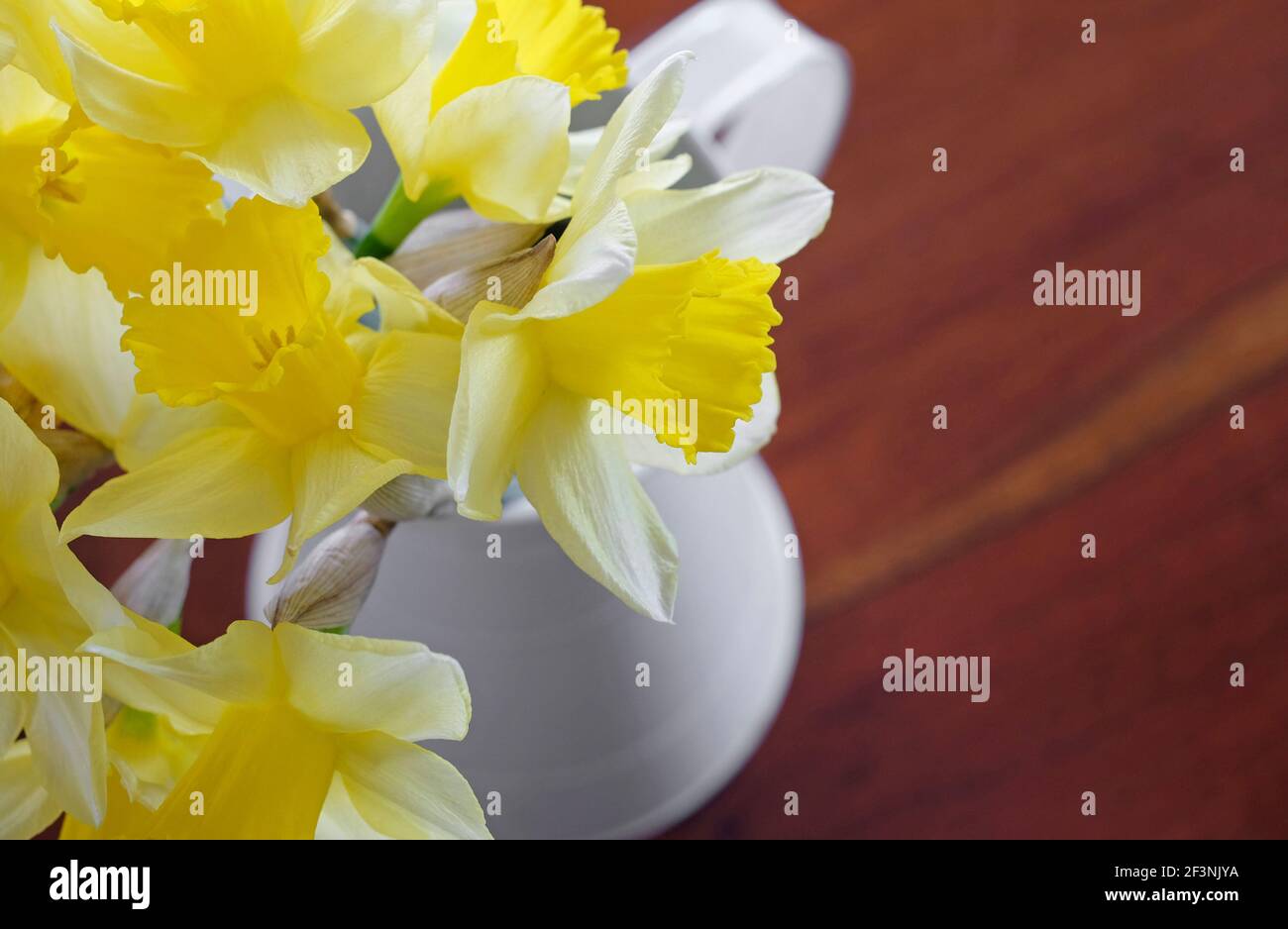 fleurs de jonquille jaune vif Banque D'Images