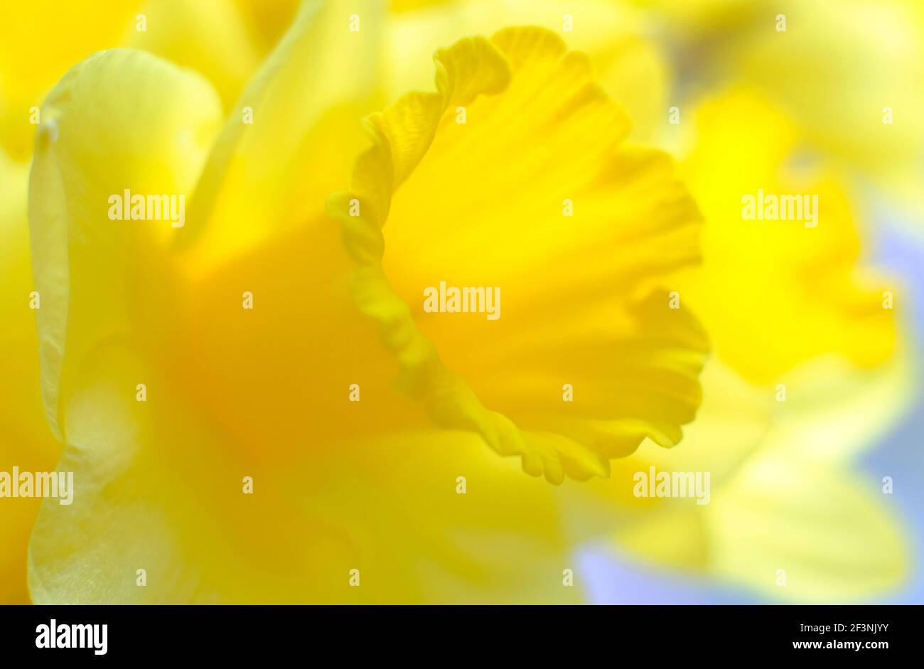 fleurs de jonquille jaune vif Banque D'Images