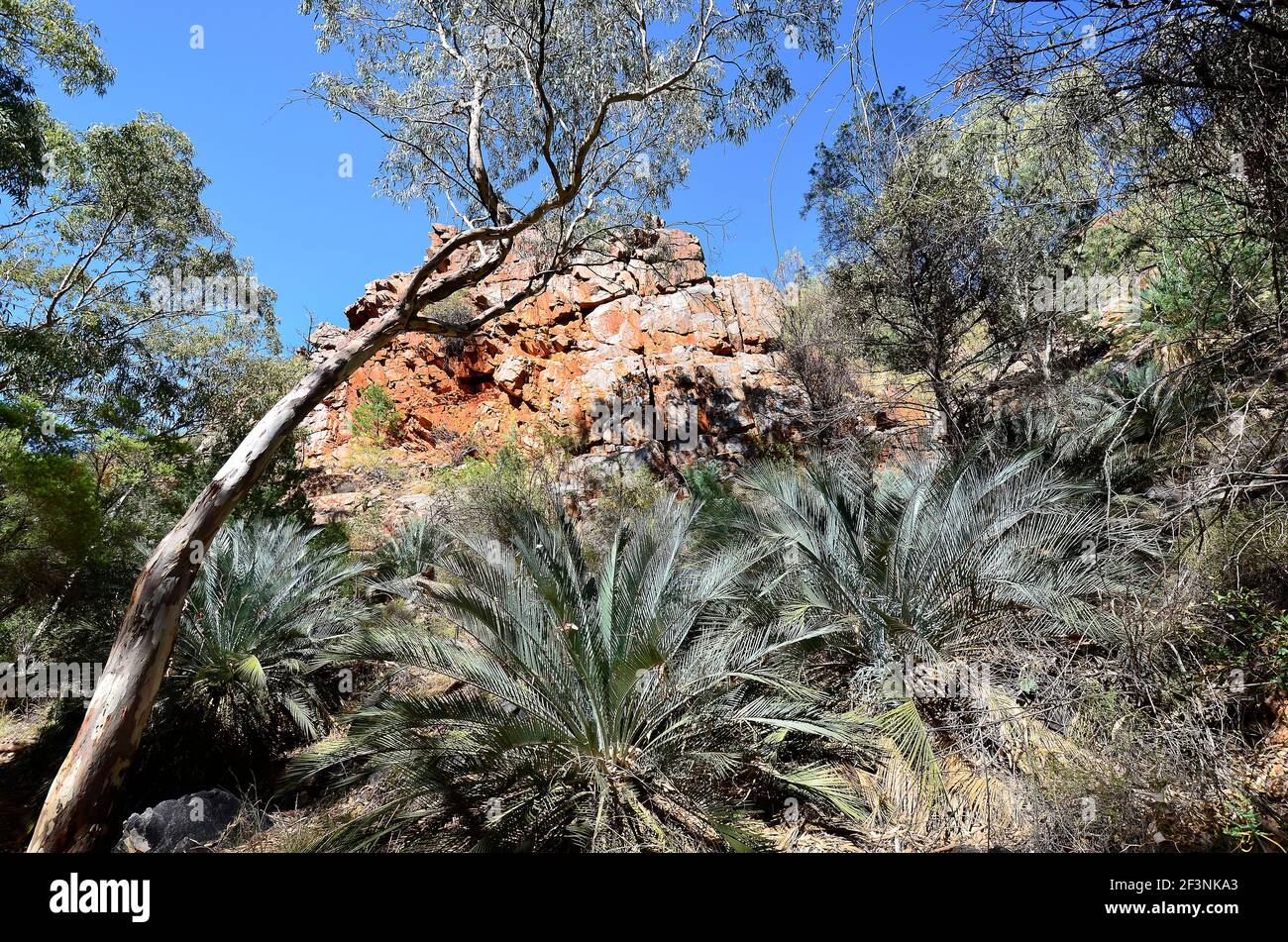 Australie, territoire du Nord, McDonnell range cycads dans Standley Chasm Banque D'Images