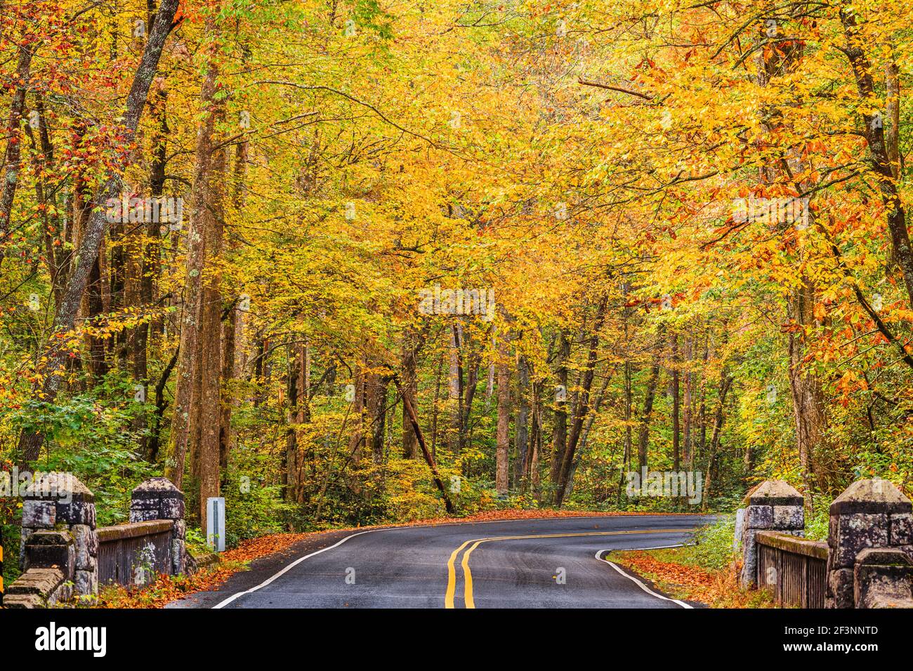 Routes d'automne dans la forêt nationale de Pisgah, Caroline du Nord, États-Unis. Banque D'Images