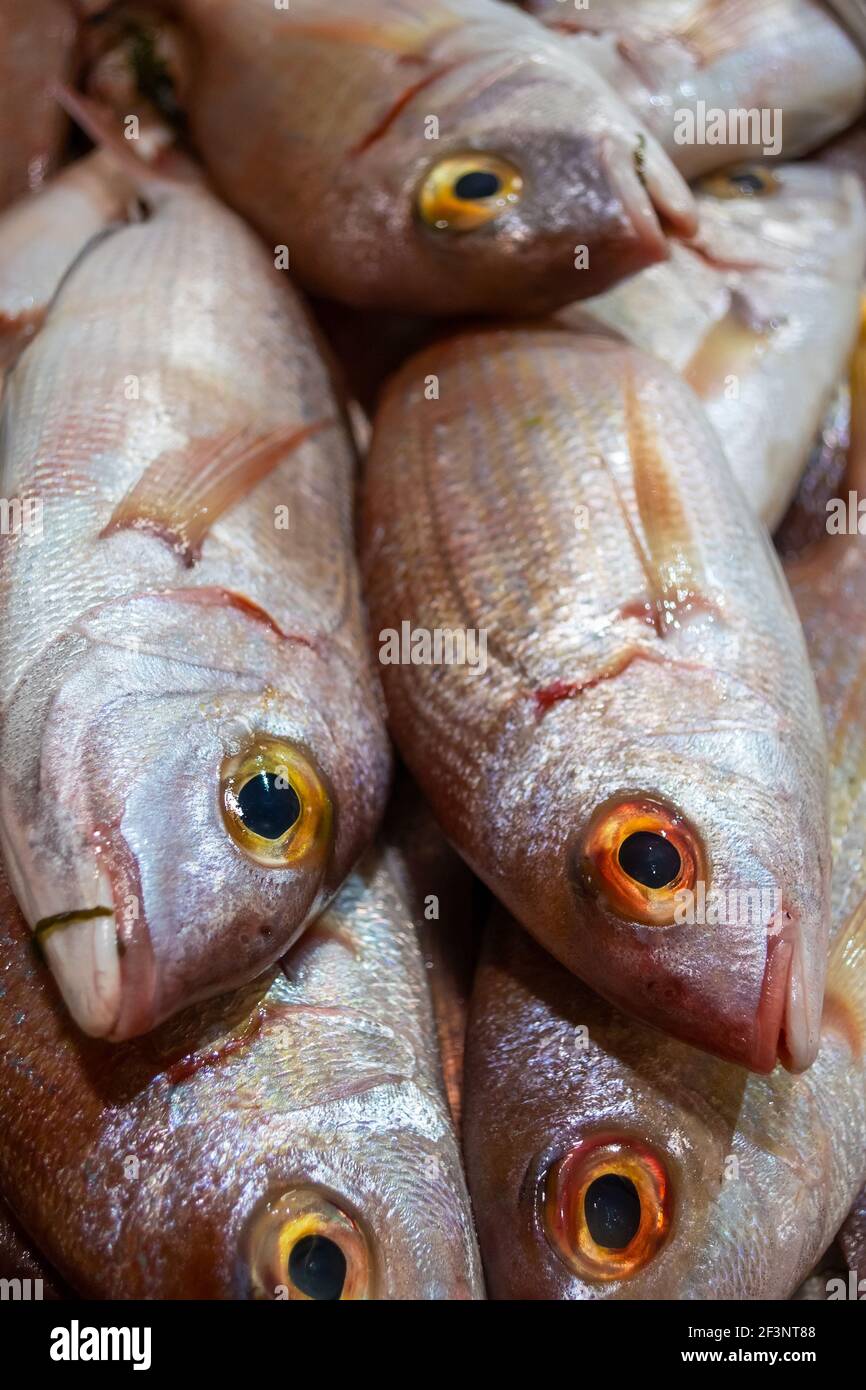 Variétés de poissons frais sur le marché de Tavira, Algarve Portugal Banque D'Images