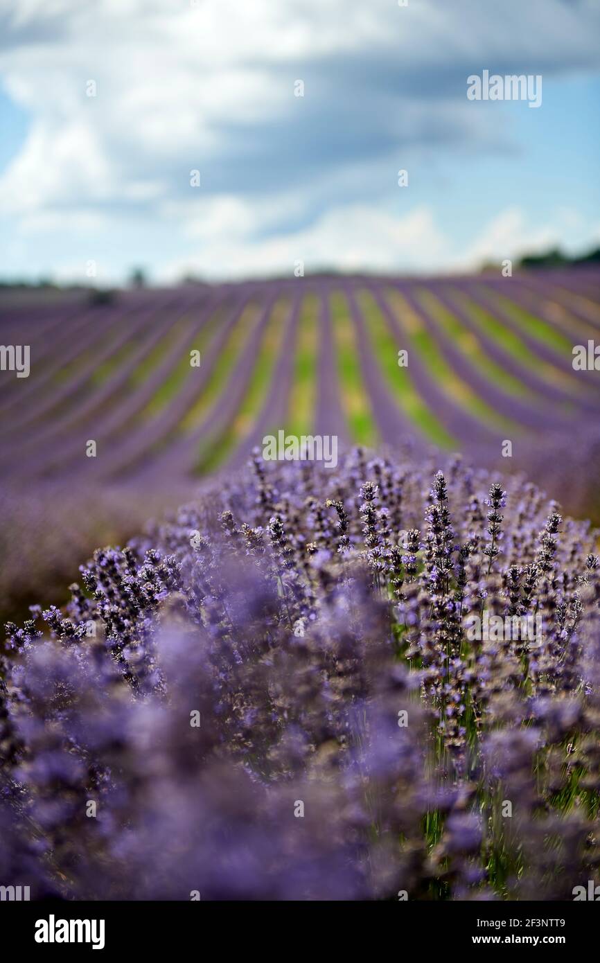 Champ de lavande au coucher du soleil d'été paysage près de Valensole.Provence,France Banque D'Images
