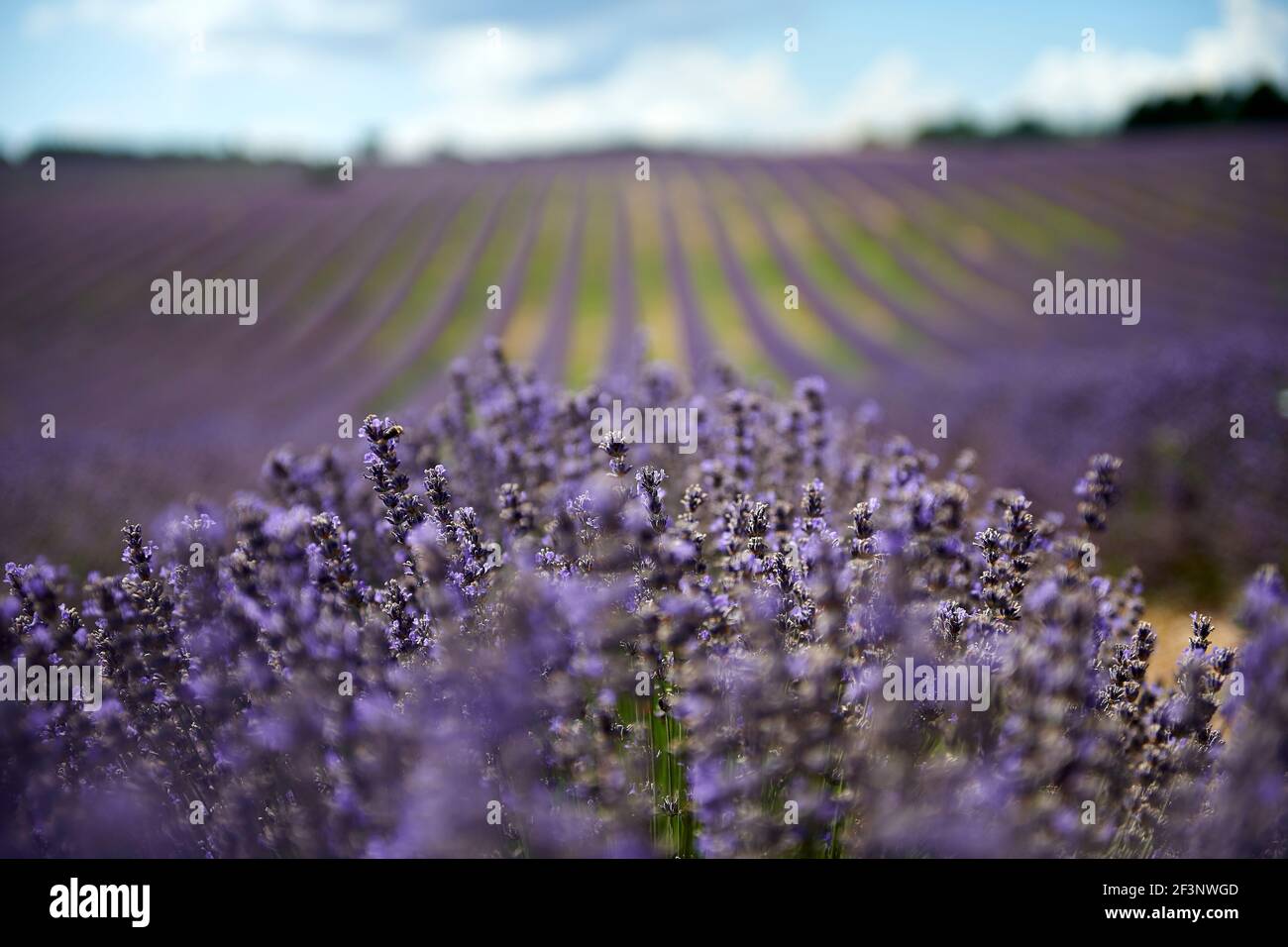 Champ de lavande au coucher du soleil d'été paysage près de Valensole.Provence,France Banque D'Images