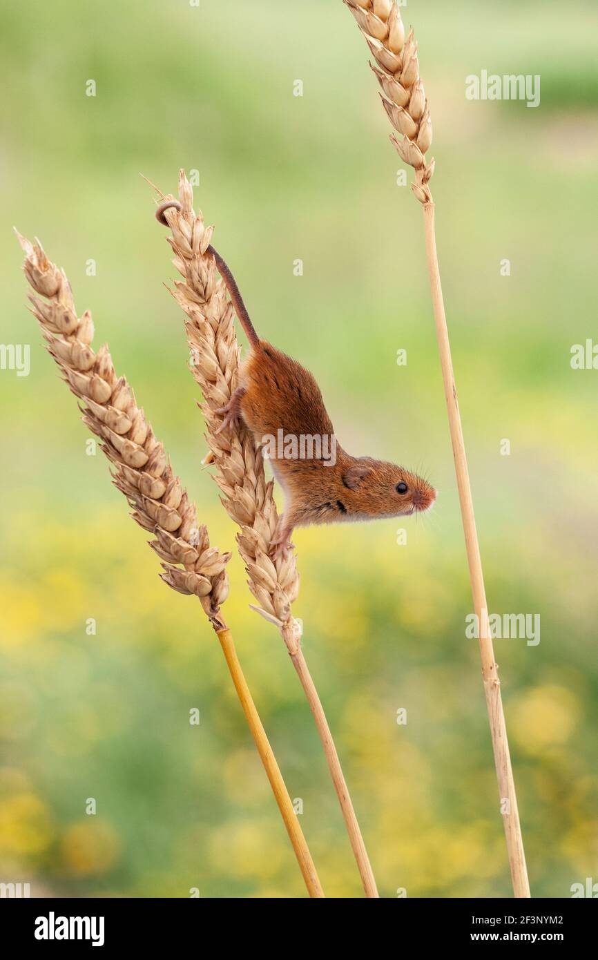 Micromys minutus (souris), captive, UK Banque D'Images