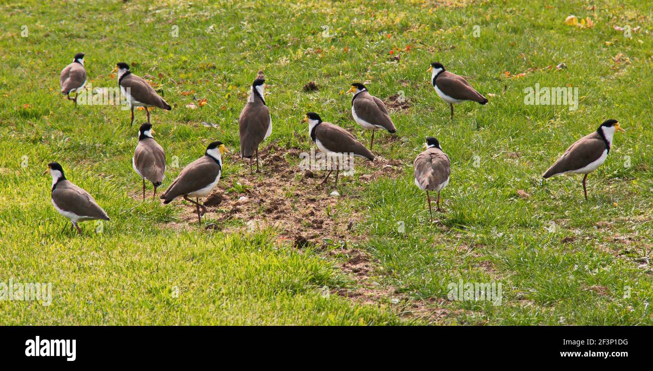 lapwings masqués en Tasmanie Banque D'Images