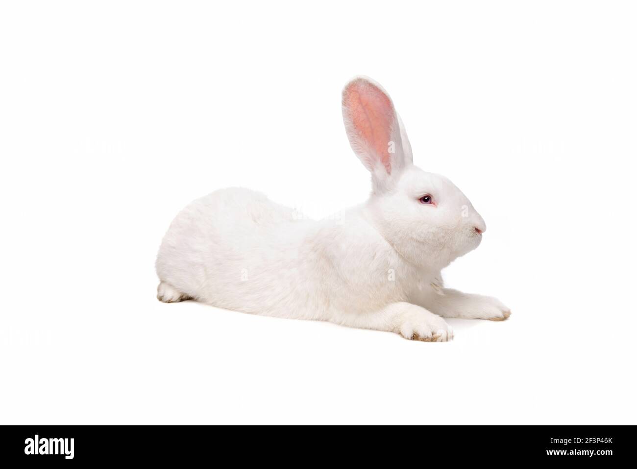 vue latérale d'un gros lapin blanc devant un arrière-plan blanc Banque D'Images