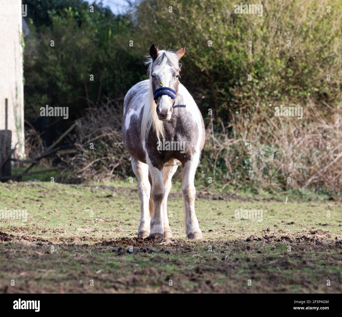 Camborne, Cornwall, le 17 mars 2021, chevaux se broutent sous le soleil de la fin de l'après-midi à Camborne, en Cornouailles. Le temps devrait être bon pour les prochains jours. Crédit : Keith Larby/Alay Live News Banque D'Images