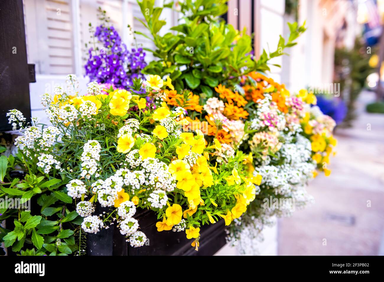 Gros plan de couleur rose pastel parement maison architecture trottoir et de fleurs jaunes multicolores en jardinière comme décorations à Charleston, Caroline du Sud Banque D'Images