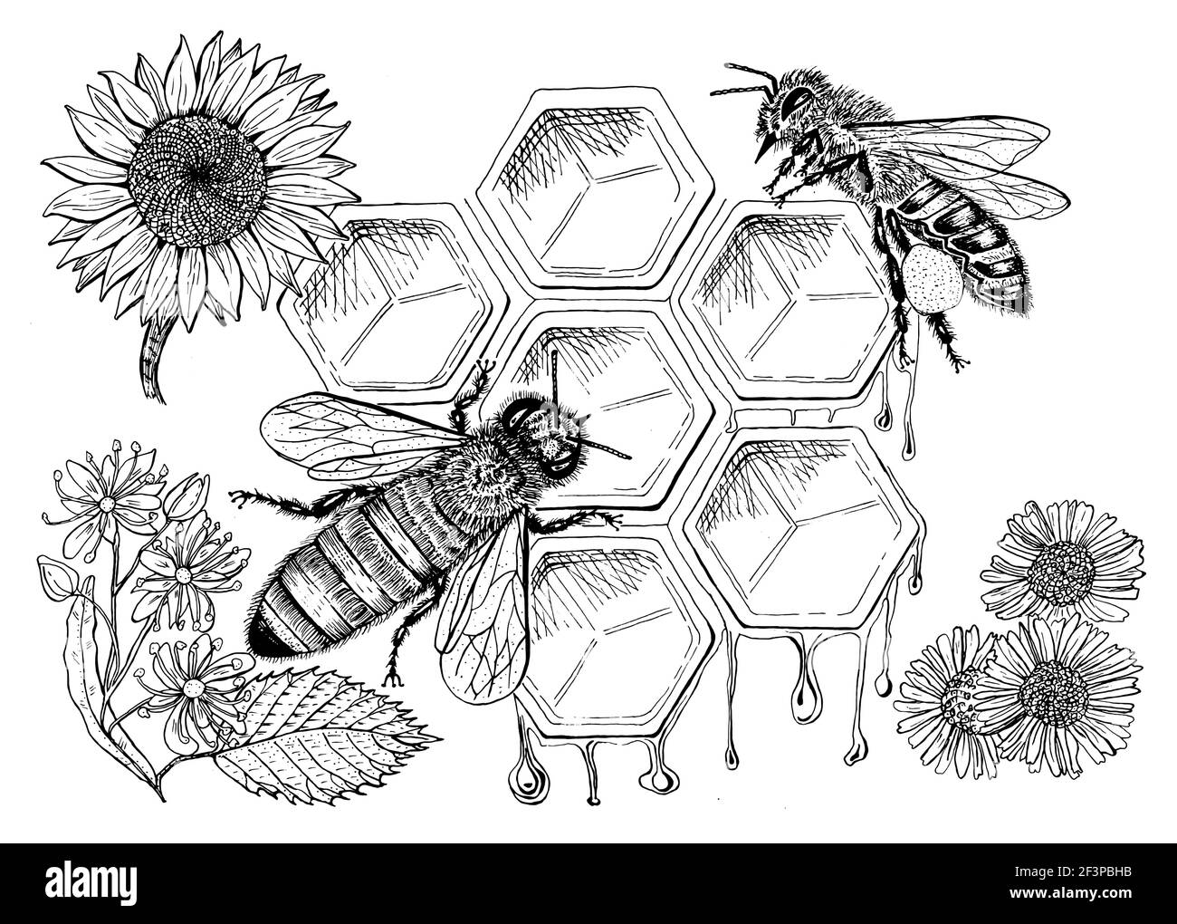 Abeille et miel. Mead et insecte et floral et apiculture. Nid d'abeille et cime vecteur gravé à la main Vintage ancien croquis pour t-shirt ou typographie Illustration de Vecteur