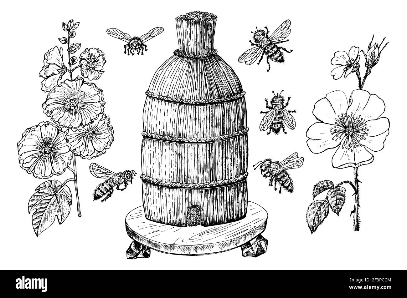 Abeille et miel. Mead et insecte et floral et apiculture. Nid d'abeille et cime vecteur gravé à la main Vintage ancien croquis pour t-shirt ou typographie Illustration de Vecteur