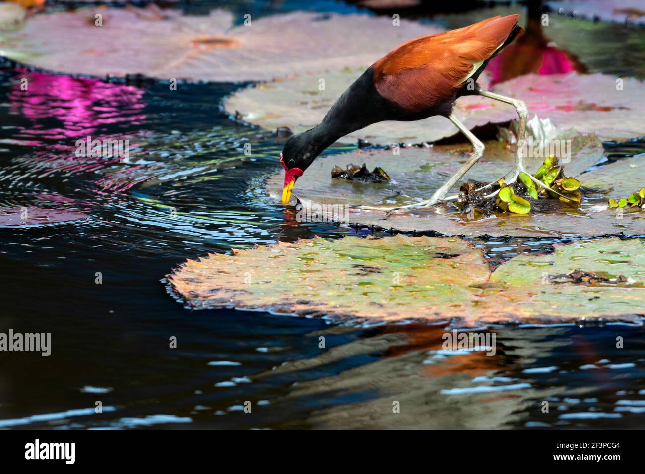 Un Jacana en bois debout sur des coussins de nénuphars prenant un verre. Faune et flore dans la nature, scène tropicale. Banque D'Images