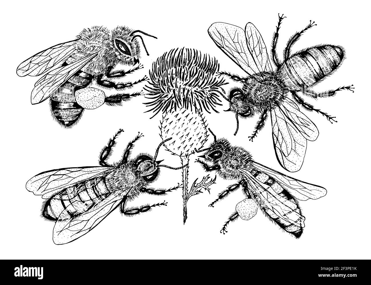 Abeille et miel. Mead et insecte. Dessin vectoriel gravé à la main ancien croquis pour t-shirt, typographie ou badge. Illustration vectorielle Illustration de Vecteur