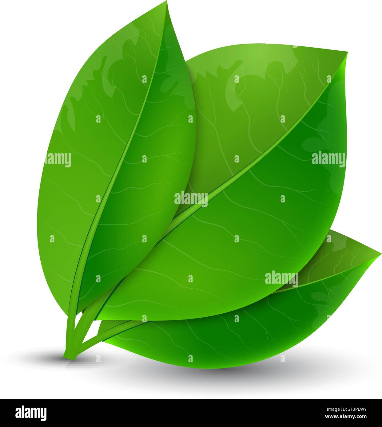 écologie concept feuilles vertes Illustration de Vecteur