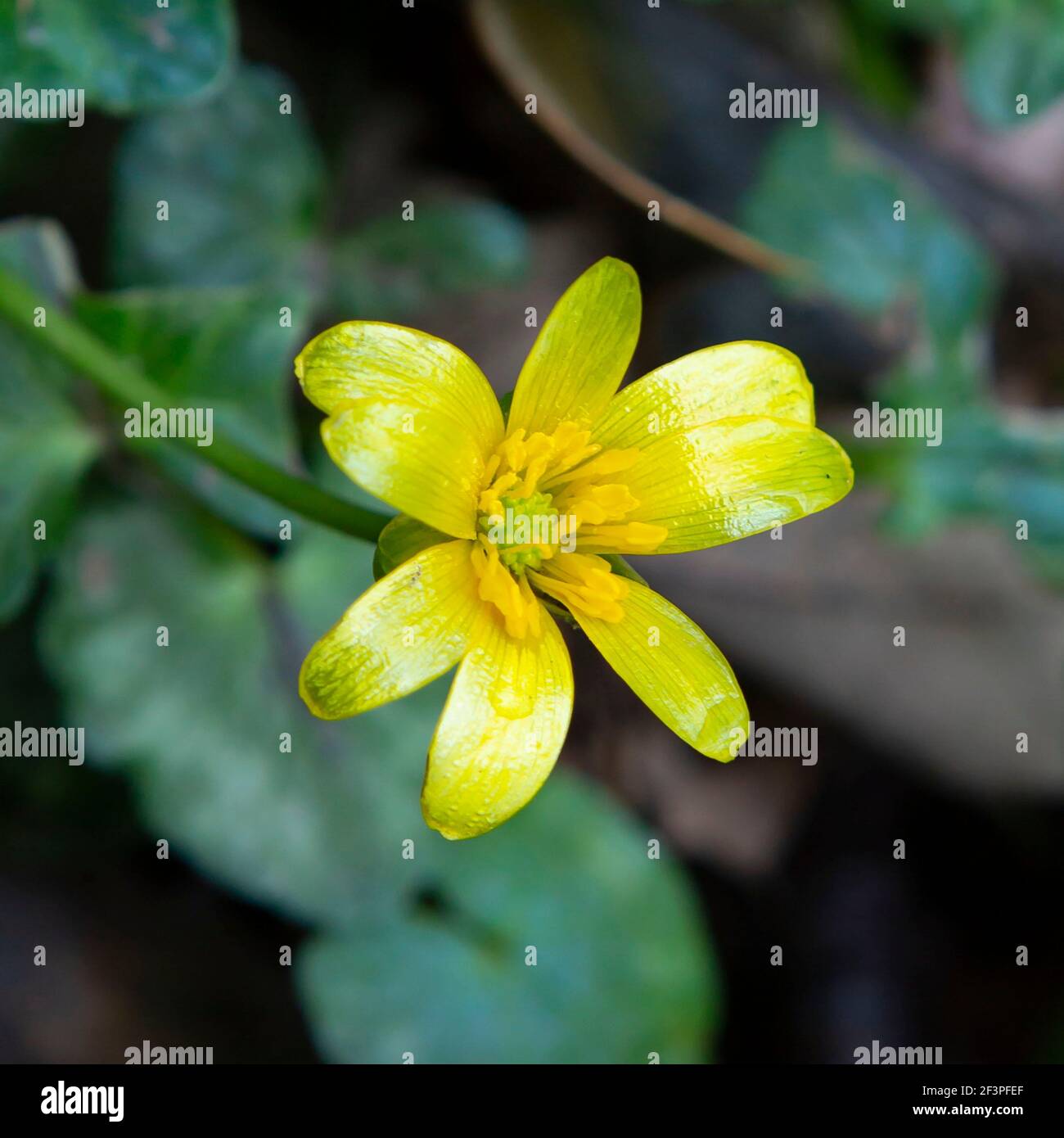 Petite fleur jaune Banque D'Images