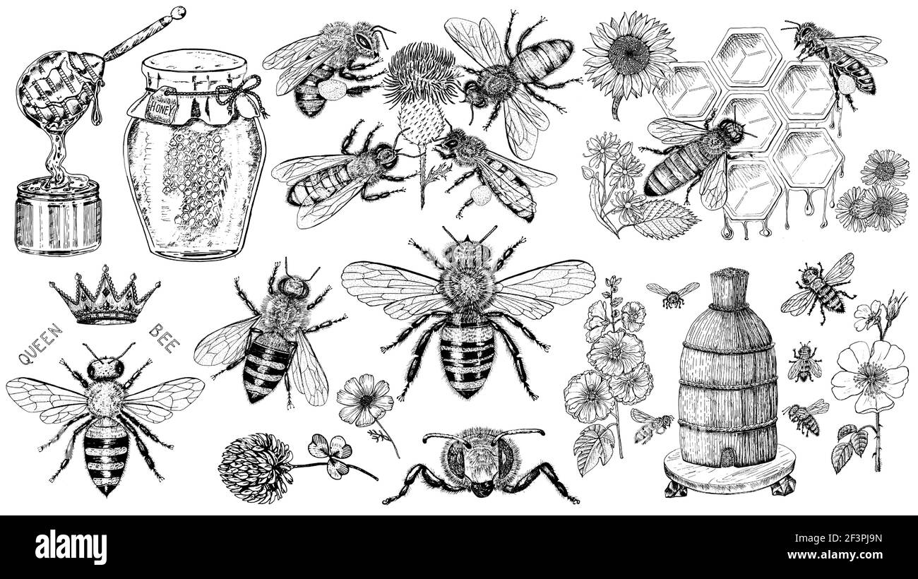 Ensemble abeille et miel. Mead et insecte et floral et apiculture. Nid d'abeilles et ruche Vector gravé à la main Vintage Old sketch pour t-shirt ou Illustration de Vecteur