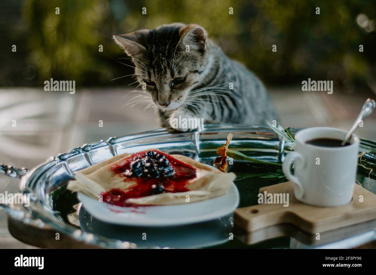 Un chat domestique se moque d'une assiette de crêpes avec de la confiture de mûres sur un plateau argenté. Concept: Moments drôles avec les animaux de compagnie Banque D'Images