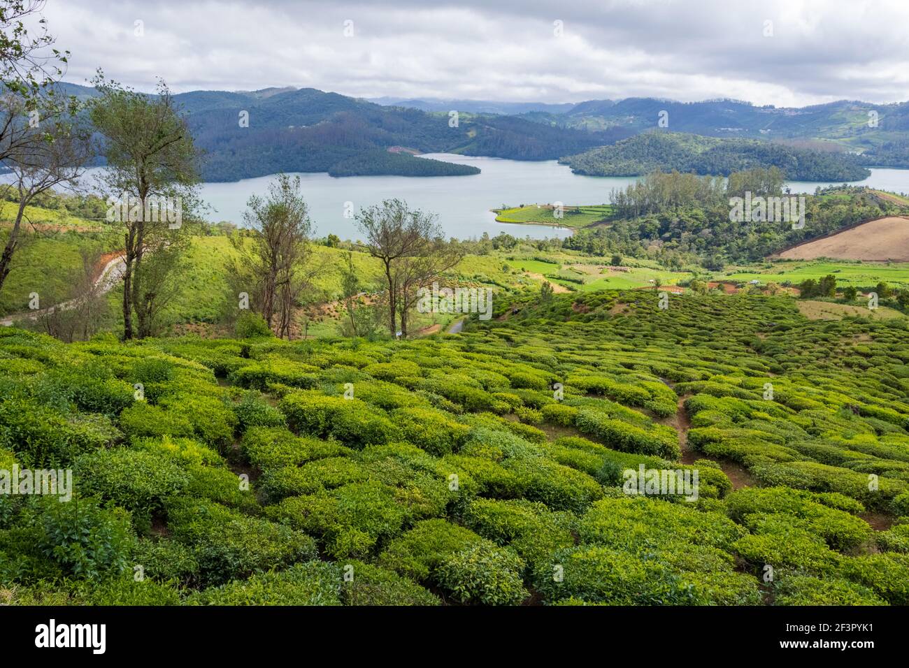 Plantations de thé et beau lac Emerald situé à la périphérie d'Ooty (Tamil Nadu, Inde) Banque D'Images