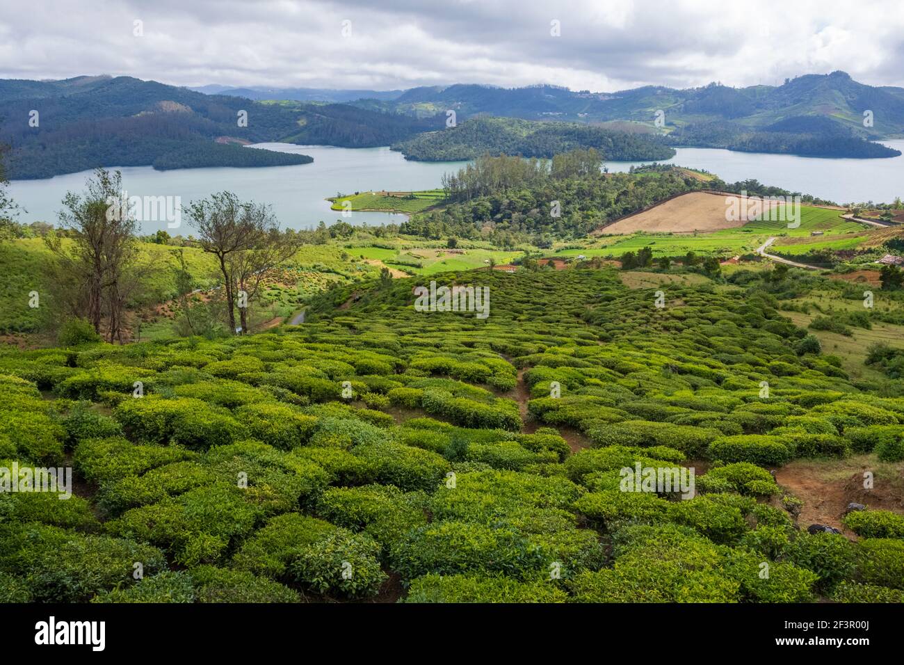 Plantations de thé et beau lac Emerald situé à la périphérie d'Ooty (Tamil Nadu, Inde) Banque D'Images