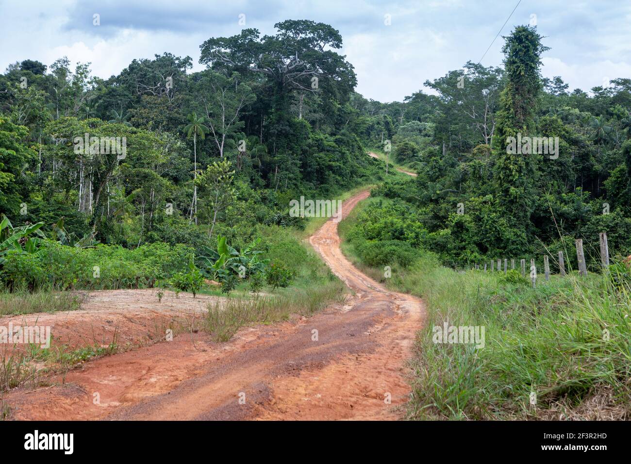 Belle vue sur les arbres forestiers et la route de terre dans la réserve de Chico Mendes dans la forêt amazonienne, Xapuri, Acre, Brésil. Nature, écologie, conservation. Banque D'Images